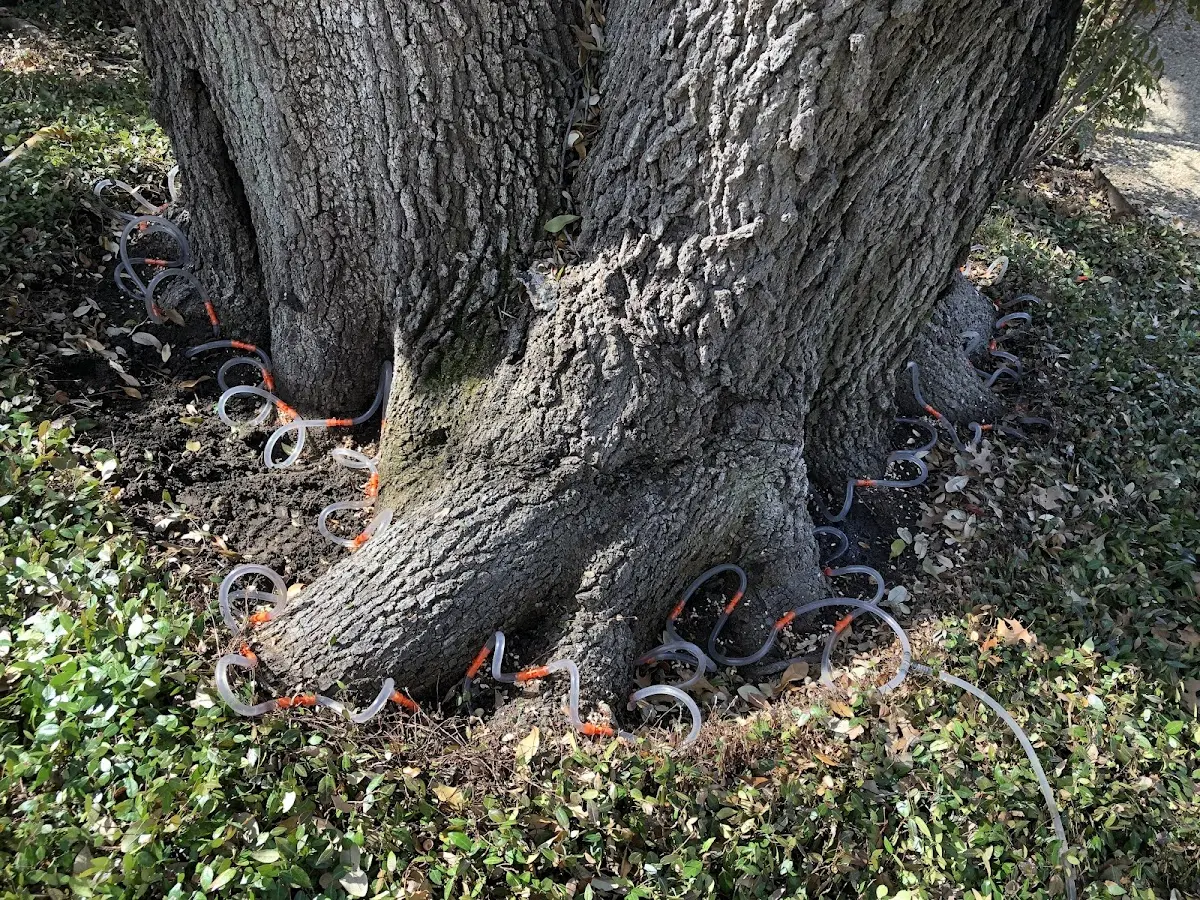 Detailed Tree Cabling and Bracing job site in Sorento