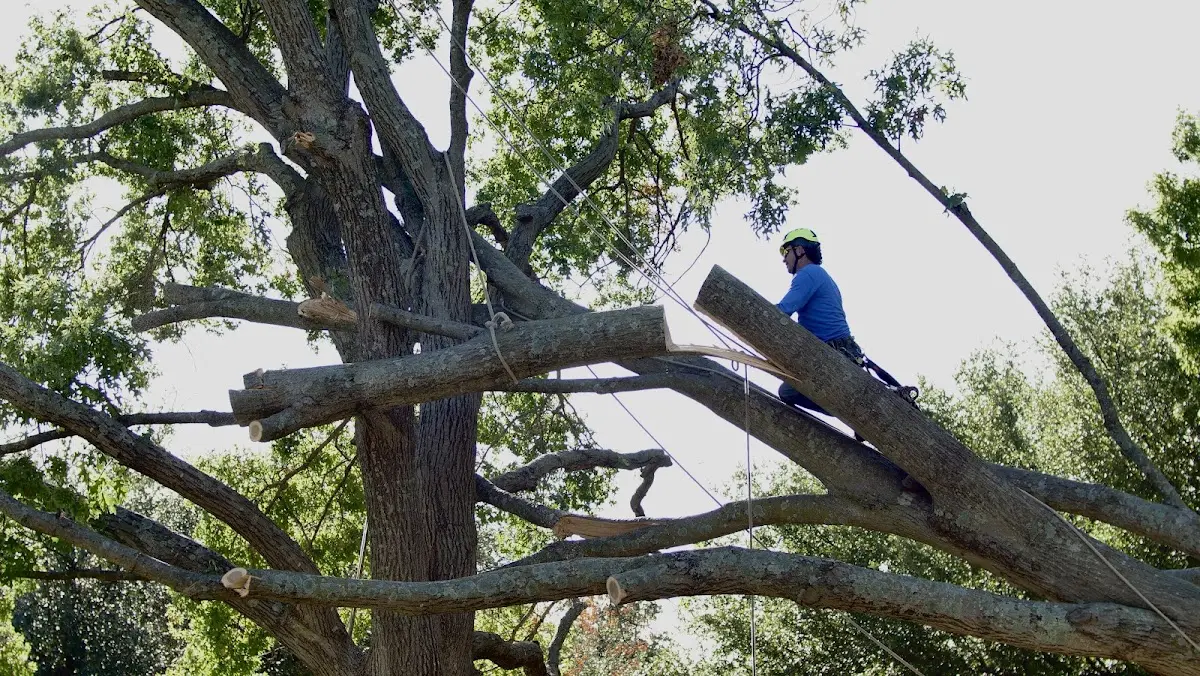 Professional Hazardous Tree Removal performed by certified arborists in Sorento