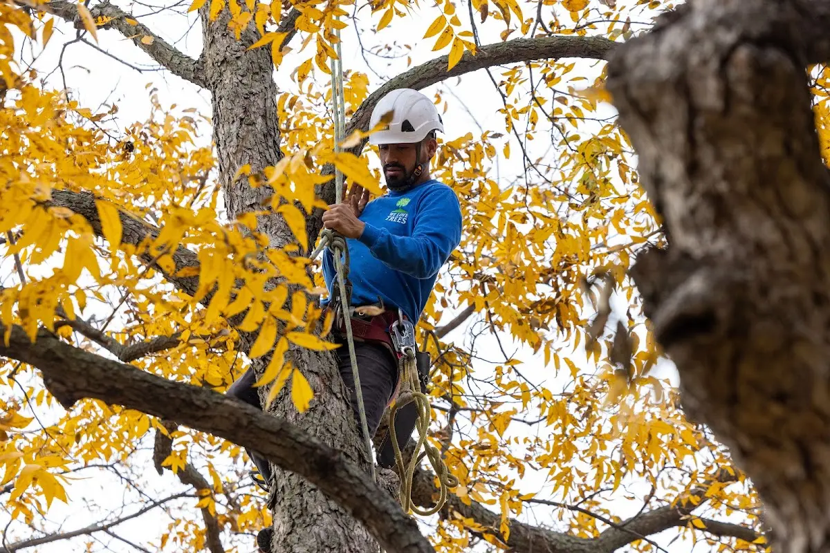 Skilled Tree Planing crew working in Sorento